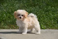 Biscuit, a male Maltipoo for sale in Millersburg, OH – 1 of 10