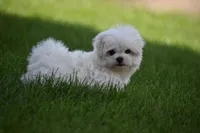 Teddy, a male Maltese for sale in Millersburg, OH – 5 of 10