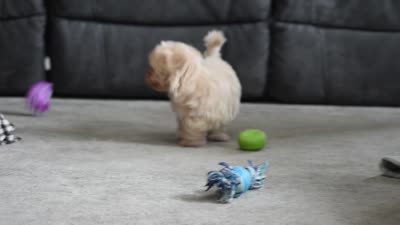 Mia, a male Maltipoo for sale in Millersburg, OH – 9 of 9