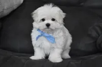 Teddy, a male Maltese for sale in Millersburg, OH – 7 of 10