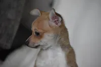 Roscoe, a male Chihuahua for sale in Millersburg, OH – 6 of 10