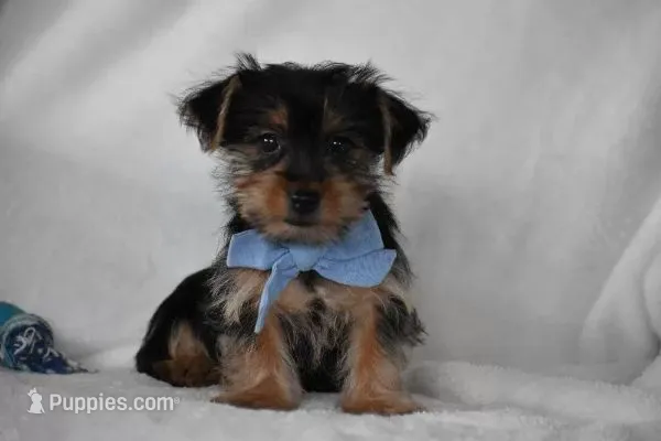 Blake – Yorkshire Terrier puppy for sale in Millersburg, OH