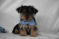 Blake, a male Yorkshire Terrier for sale in Millersburg, OH – 1 of 8