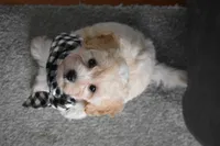 Mia, a male Maltipoo for sale in Millersburg, OH – 7 of 9