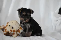 Zane, a male Yorkshire Terrier for sale in Millersburg, OH – 8 of 10