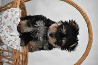 Buttons, a male Yorkshire Terrier for sale in Millersburg, OH – 7 of 10
