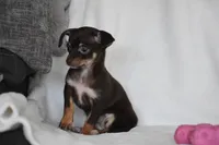 Rolo, a female Chihuahua for sale in Millersburg, OH – 7 of 10