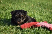 Stoker, a male Poodle - Toy  and Morkie for sale in Millersburg, OH – 8 of 10