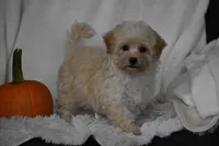 Grant, a male Maltipoo for sale in Millersburg, OH – 4 of 10
