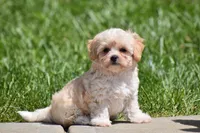 Biscuit, a male Maltipoo for sale in Millersburg, OH – 3 of 7