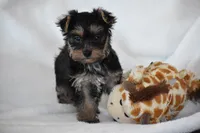 Zane, a male Yorkshire Terrier for sale in Millersburg, OH – 9 of 10