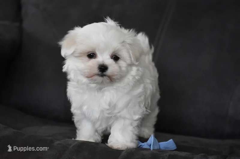 Aiden – Maltese puppy for sale in Millersburg, OH