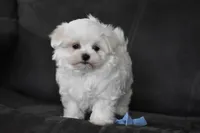 Aiden, a male Maltese for sale in Millersburg, OH – 1 of 3