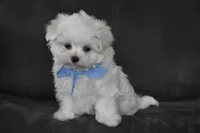 Aiden, a male Maltese for sale in Millersburg, OH – 3 of 3
