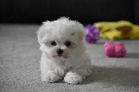 Aiden, a male Maltese for sale in Millersburg, OH – 2 of 3