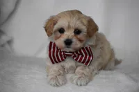 Phoenix, a male Maltipoo for sale in Millersburg, OH – Photo 9 of 9
