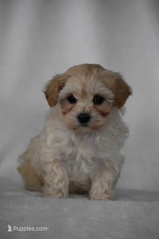 Phoenix – Maltipoo puppy for sale in Millersburg, OH