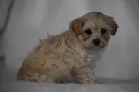 Phoenix, a male Maltipoo for sale in Millersburg, OH – Photo 8 of 9