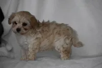 Phoenix, a male Maltipoo for sale in Millersburg, OH – Photo 3 of 9