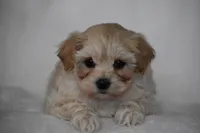 Phoenix, a male Maltipoo for sale in Millersburg, OH – Photo 6 of 9