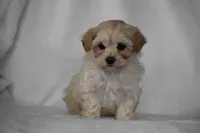 Phoenix, a male Maltipoo for sale in Millersburg, OH – Photo 4 of 9