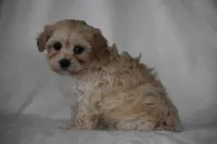 Phoenix, a male Maltipoo for sale in Millersburg, OH – Photo 2 of 9