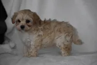 Phoenix, a male Maltipoo for sale in Millersburg, OH – Photo 5 of 9