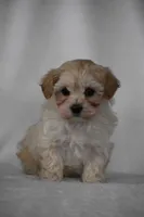 Phoenix, a male Maltipoo for sale in Millersburg, OH – Photo 7 of 9