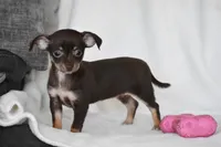 Rolo, a female Chihuahua for sale in Millersburg, OH – 6 of 10