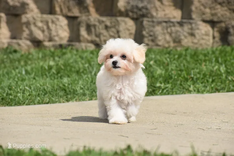 Ace – Maltipoo puppy for sale in Millersburg, OH