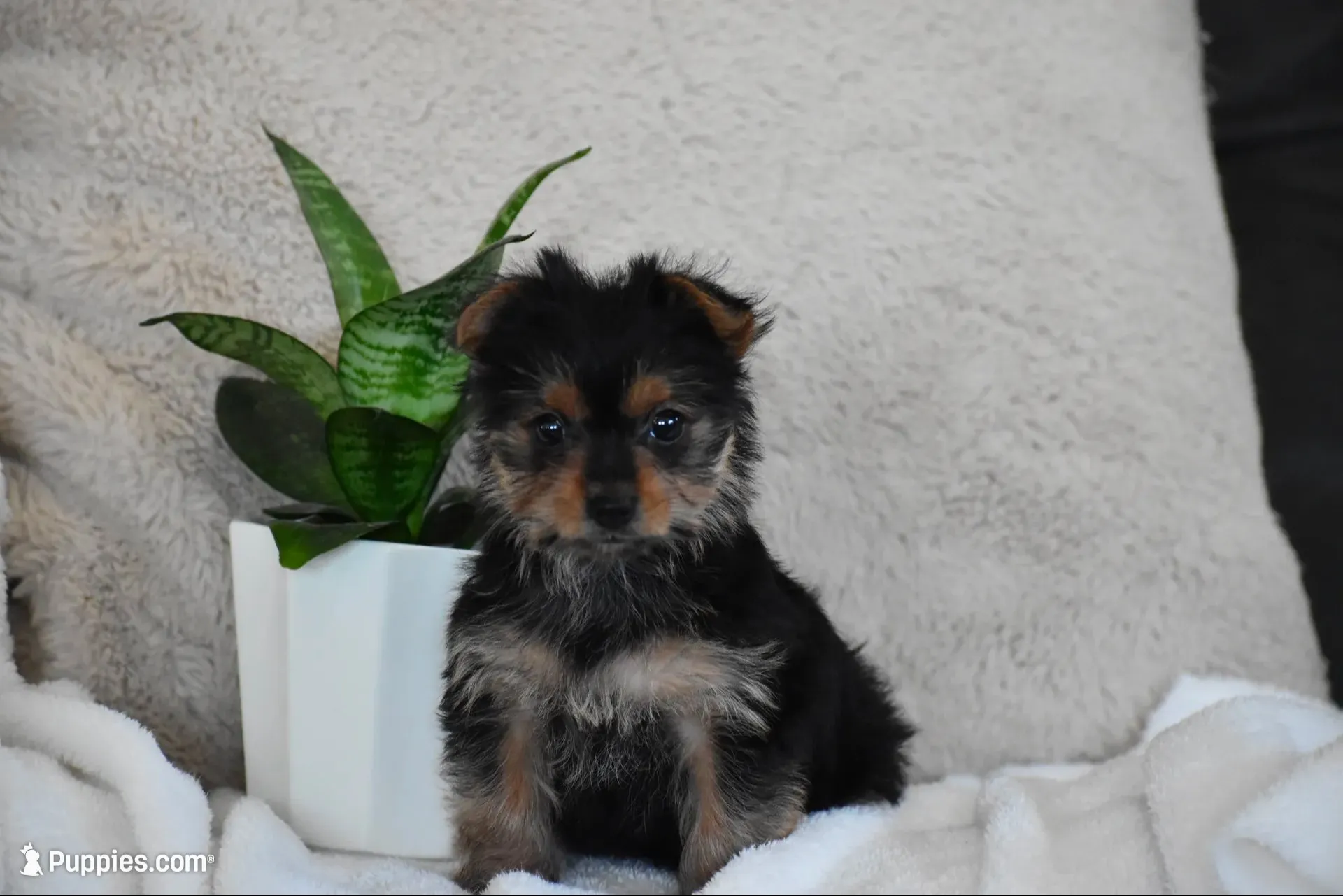 Olivia, a female Yorkshire Terrier for sale in Millersburg, OH – 1 of 9