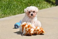 Ace, a male Maltipoo for sale in Millersburg, OH – 4 of 10