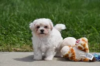 Ace, a male Maltipoo for sale in Millersburg, OH – 5 of 10
