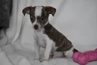 Rocky, a male Chihuahua for sale in Millersburg, OH – 6 of 9