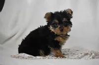 Fairy, a female Yorkshire Terrier for sale in Millersburg, OH – 5 of 7