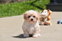 Biscuit, a male Maltipoo for sale in Millersburg, OH – 7 of 7
