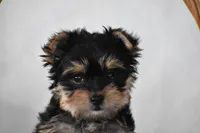 Buttons, a male Yorkshire Terrier for sale in Millersburg, OH – 2 of 10