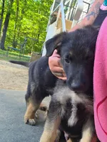 Jupiter, a male German Shepherd Dog for sale in Orleans, IN – 3 of 3