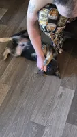 Jupiter, a male German Shepherd Dog for sale in Orleans, IN – 2 of 3