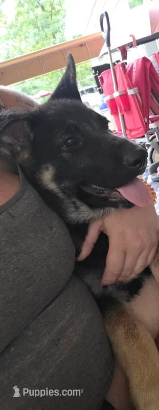 Jupiter – German Shepherd Dog puppy for sale in Orleans, IN