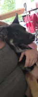 Jupiter, a male German Shepherd Dog for sale in Orleans, IN – 1 of 3
