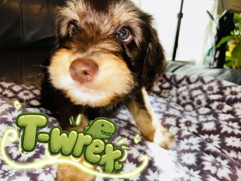 T-Wrex – Aussiedoodle puppy for sale in Florence, AZ