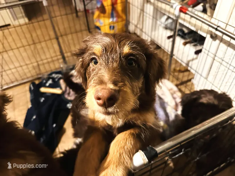 Rose – Aussiedoodle puppy for sale in Florence, AZ