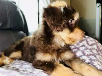 T-Wrex, a male Aussiedoodle for sale in Florence, AZ – 5 of 10