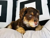 Professor X, a male Aussiedoodle for sale in Florence, AZ – 4 of 10