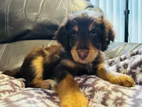 Rose, a female Aussiedoodle for sale in Florence, AZ – 3 of 10