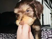 T-Wrex, a male Aussiedoodle for sale in Florence, AZ – 7 of 10