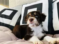 Chichi, a female Aussiedoodle for sale in Florence, AZ – 3 of 10