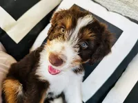 Domino, a male Aussiedoodle for sale in Florence, AZ – 6 of 10