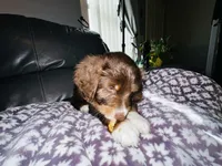 Batman, a male Aussiedoodle for sale in Florence, AZ – 7 of 10